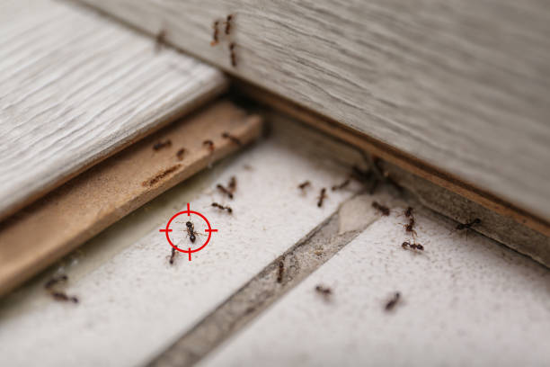 Best Insect Control  in Pine Ridge, SC
